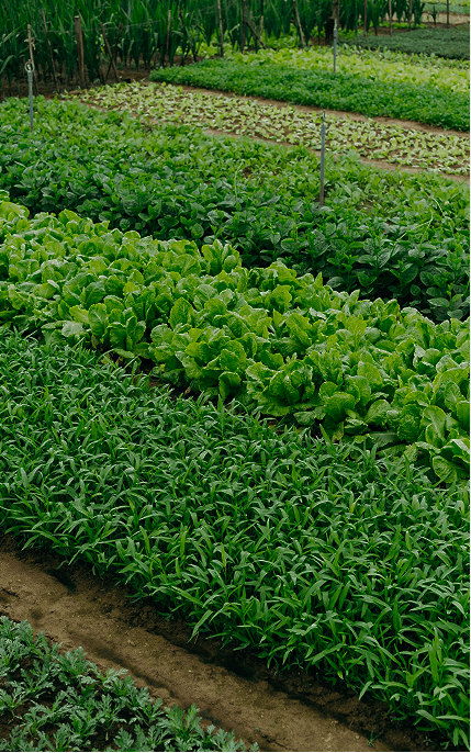 Agriculture & Forestry