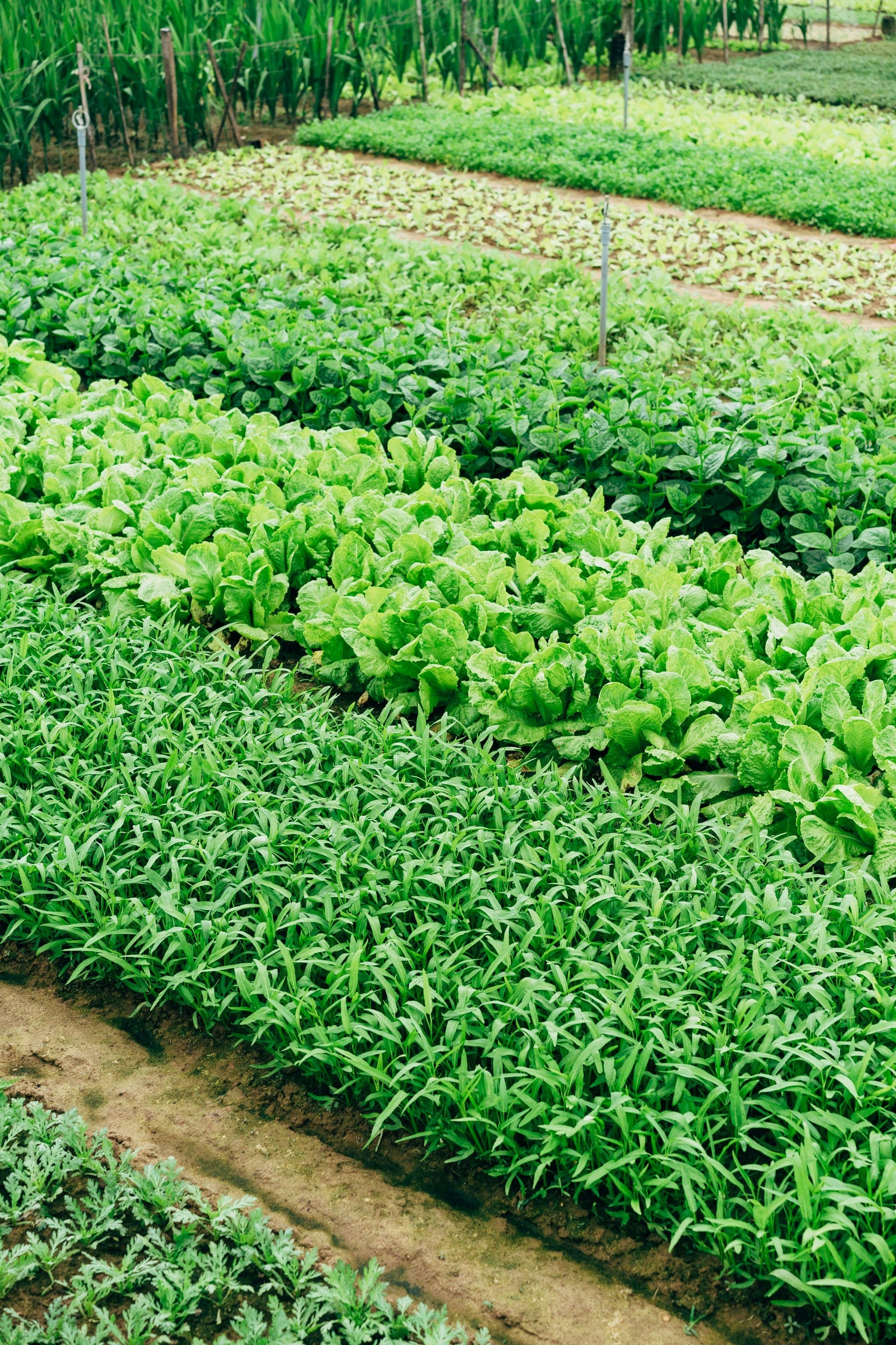 Agriculture & Forestry